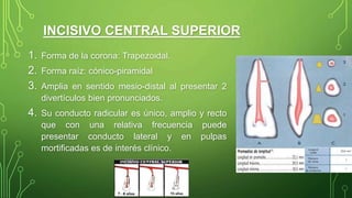 INCISIVO CENTRAL SUPERIOR
1. Forma de la corona: Trapezoidal.
2. Forma raíz: cónico-piramidal
3. Amplia en sentido mesio-distal al presentar 2
divertículos bien pronunciados.
4. Su conducto radicular es único, amplio y recto
que con una relativa frecuencia puede
presentar conducto lateral y en pulpas
mortificadas es de interés clínico.
 