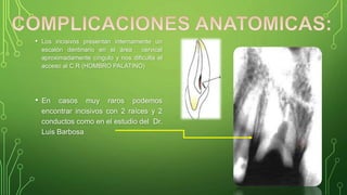 • Los incisivos presentan internamente un
escalón dentinario en el área cervical
aproximadamente cíngulo y nos dificulta el
acceso al C.R (HOMBRO PALATINO)
• En casos muy raros podemos
encontrar incisivos con 2 raíces y 2
conductos como en el estudio del Dr.
Luis Barbosa
 