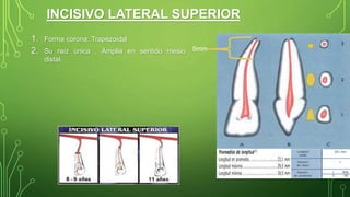INCISIVO LATERAL SUPERIOR
1. Forma corona: Trapezoidal
2. Su raíz única , Amplia en sentido mesio
distal.
5mm
 