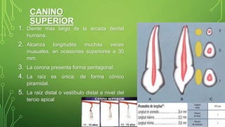 CANINO
SUPERIOR
1. Diente mas largo de la arcada dental
humana.
2. Alcanza longitudes muchas veces
inusuales, en ocasiones superiores a 30
mm.
3. La corona presenta forma pentagonal.
4. La raíz es única, de forma cónico
piramidal.
5. La raíz distal o vestíbulo distal a nivel del
tercio apical
 