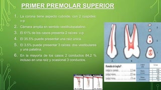 PRIMER PREMOLAR SUPERIOR
1. La corona tiene aspecto cuboide, con 2 cúspides:
v-p
2. Cámara amplia en sentido vestibulopalatino.
3. El 61% de los casos presenta 2 raíces: v-p
4. El 35.5% puede presentar una raíz única.
5. El 3.5% puede presentar 3 raíces: dos vestibulares
y una palatina.
6. En la mayoría de los casos 2 conductos 84,2 %
incluso en una raíz y ocasional 3 conductos.
 