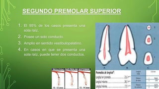 SEGUNDO PREMOLAR SUPERIOR
1. El 95% de los casos presenta una
sola raíz.
2. Posee un solo conducto.
3. Amplio en sentido vestibulopalatino.
4. En casos en que se presenta una
sola raíz, puede tener dos conductos.
 