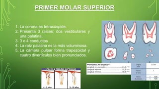 PRIMER MOLAR SUPERIOR
1. La corona es tetracúspide.
2. Presenta 3 raíces: dos vestibulares y
una palatina.
3. 3 o 4 conductos
4. La raíz palatina es la más voluminosa.
5. La cámara pulpar forma trapezoidal y
cuatro divertículos bien pronunciados.
 