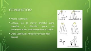 CONDUCTOS:
• Mesio-vestibular.
• Lingual. Es de mayor amplitud para
acceder y dificulta para su
instrumentación cuando termina en delta.
• Disto-vestibular. Atresico y aveces fácil
acceso
 