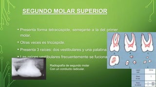 • Presenta forma tetracúspide, semejante a la del primer
molar.
• Otras veces es tricúspide.
• Presenta 3 raíces: dos vestibulares y una palatina.
• Las raíces vestibulares frecuentemente se fucionan.
SEGUNDO MOLAR SUPERIOR
Radiografía de segundo molar
Con un conducto radicular.
 