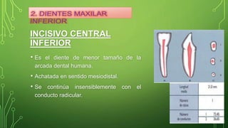 • Es el diente de menor tamaño de la
arcada dental humana.
• Achatada en sentido mesiodistal.
• Se continúa insensiblemente con el
conducto radicular.
INCISIVO CENTRAL
INFERIOR
 