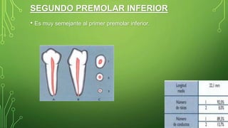 SEGUNDO PREMOLAR INFERIOR
• Es muy semejante al primer premolar inferior.
 