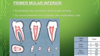 PRIMER MOLAR INFERIOR
• Es el diente más voluminoso de la arcada dentaria.
• Su corona presenta cinco cúspides: tres vestibulares y dos
linguales.
 