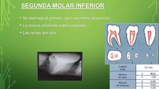 SEGUNDA MOLAR INFERIOR
• Se asemeja al primero, pero es menor proporción.
• La corona presenta cuatro cúspides.
• Las raíces son dos.
 