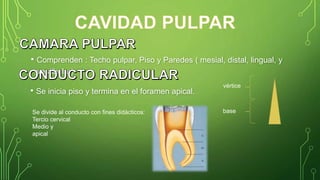 • Comprenden : Techo pulpar, Piso y Paredes ( mesial, distal, lingual, y
vestibular)
• Se inicia piso y termina en el foramen apical.
vértice
baseSe divide al conducto con fines didácticos:
Tercio cervical
Medio y
apical
 