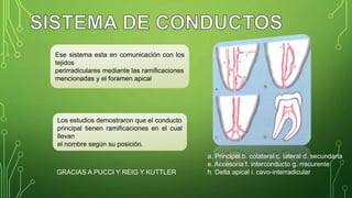 .
Ese sistema esta en comunicación con los
tejidos
perirradiculares mediante las ramificaciones
mencionadas y el foramen apical
Los estudios demostraron que el conducto
principal tienen ramificaciones en el cual
llevan
el nombre según su posición.
a. Principal b. colateral c. lateral d. secundaria
e. Accesoria f. interconducto g. rrecurente
h. Delta apical i. cavo-interradicularGRACIAS A PUCCI Y REIG Y KUTTLER
 