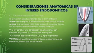CONSIDERACIONES ANATOMICAS DE
INTERES ENDODONTICOS:
I. C.R. constuido por 2 conos unidos por su vértice.
II. El foramen apical comprende de 2 a 3 mm antes del
vértice.III. El foramen separa la terminación del conducto con superfie
externaIV. EL 68 % de los jóvenes y 80% de los seniles C.C. no concide C.D. por
eso el foramen queda lateralizado mas o menos hasta 3mm.
V. El en CDC hay una constricción apical que mide 224
micrones en jóvenes y 210 micrones en mayores.
VI. Foramen doble diámetro al CDC y triple en personas
mayores.VII. El diámetro del foramen aumenta con la edad por eso es
menor en jóvenes que en los adultos.
 