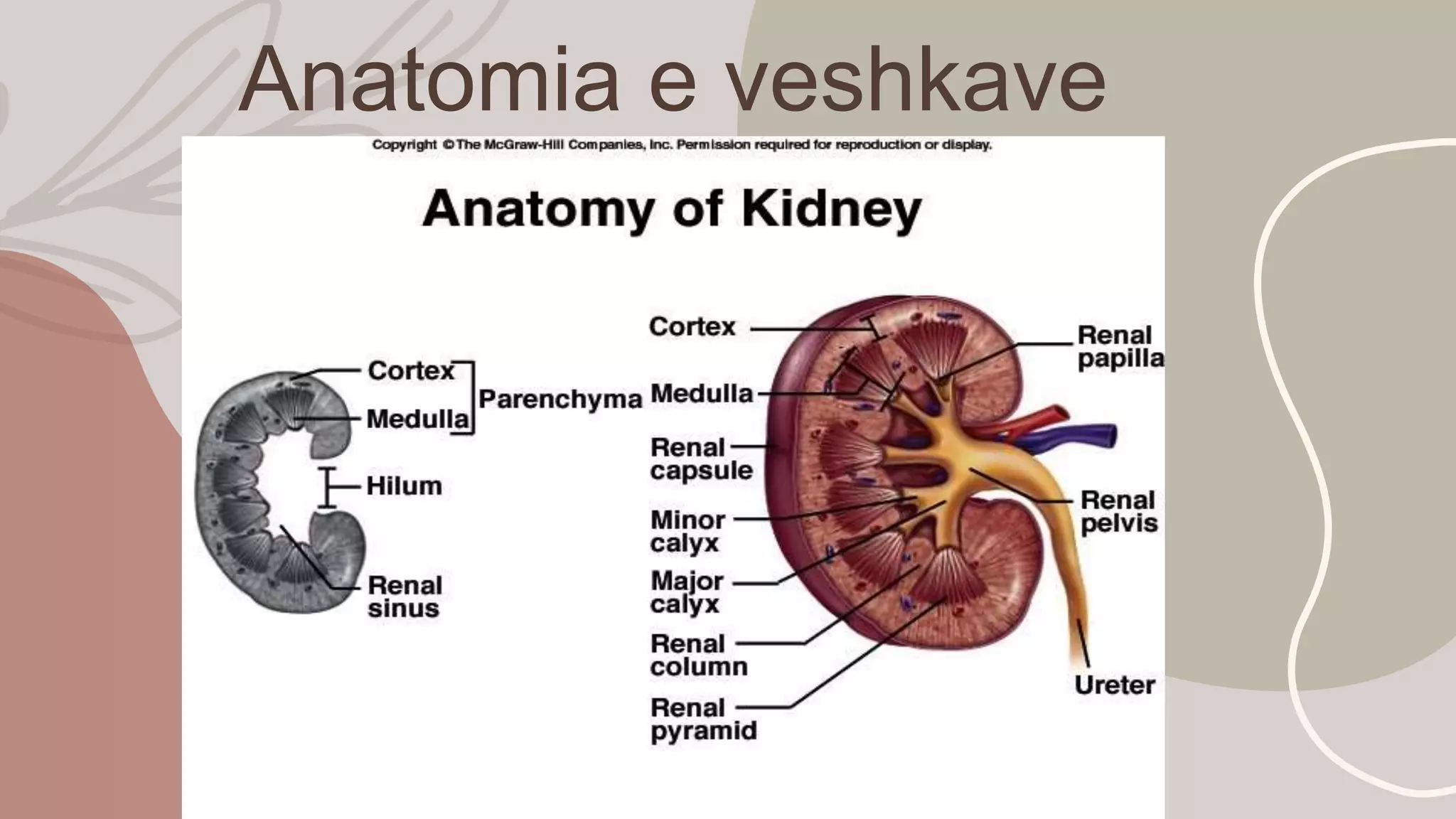 Urinar ANATOMIA E PERGJITHSME E SISTEMIT URINAR.pptx