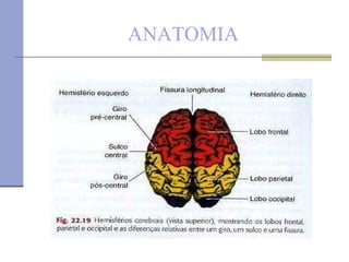 ANATOMIA 