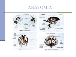 ANATOMIA 