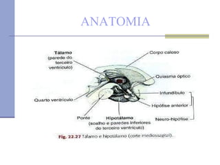 ANATOMIA 