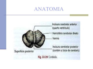 ANATOMIA 