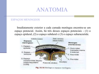 ANATOMIA ESPAÇOS MENíNGEOS Imediatamente exterior a cada camada meníngea encontra-se um espaço potencial. Assim, há três desses espaços potenciais - (1) o espaço epidural, (2) o espaço subdural e (3) o espaço subaracnóide. 