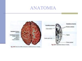 ANATOMIA 