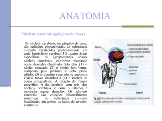 ANATOMIA Núcleos cerebrais (gânglios da base) Os núcleos cerebrais, ou gânglios da base, são coleções emparelhadas de substância cinzenta localizadas profundamente em cada hemisfério cerebral. Há quatro áreas específicas ou agrupamentos desses núcleos cerebrais, conforme mostrado nesse desenho chanfrado. São elas (1) o núcleo caudado, (2) o núcleo lentiforme, composto pelo putâmen e pelo globo pálido, (3) o claustro (que não se encontra visível nesse desenho) e (4) o núcleo ou corpo amigdaláide. A relação do tronco encefálico e do cerebelo com três dos núcleos cerebrais e com o tálamo é mostrada nesse desenho. Os núcleos cerebrais são coleções bilateralmente simétricas de substância cinzenta localizadas em ambos os lados do terceiro ventrículo. 