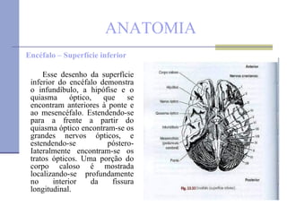 ANATOMIA Encéfalo – Superfície inferior Esse desenho da superfície inferior do encéfalo demonstra o infundíbulo, a hipófise e o quiasma óptico, que se encontram anteriores à ponte e ao mesencéfalo. Estendendo-se para a frente a partir do quiasma óptico encontram-se os grandes nervos ópticos, e estendendo-se póstero-Iateralmente encontram-se os tratos ópticos. Uma porção do corpo caloso é mostrada localizando-se profundamente no interior da fissura longitudinal. 