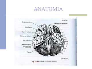 ANATOMIA 