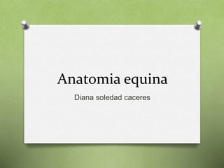 Anatomia equina 
Diana soledad caceres 
 