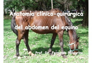 AnatomAnatomíía cla clííniconico--quirquirúúrgicargica
del abdomen del equinodel abdomen del equino
Prof. Dr. FernandoProf. Dr. Fernando PellegrinoPellegrino
 