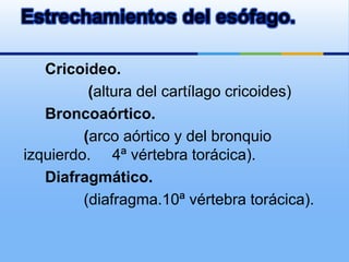 Cricoideo. (altura del cartílago cricoides)Broncoaórtico.               (arco aórtico y del bronquio izquierdo.     4ª vértebra torácica).     Diafragmático.              (diafragma.10ª vértebra torácica).Estrechamientos del esófago.