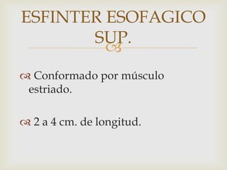  Conformado por músculo estriado.  2 a 4 cm. de longitud.ESFINTER ESOFAGICO SUP.