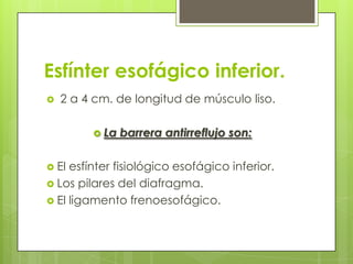 Esfínter esofágico inferior. 2 a 4 cm. de longitud de músculo liso.La barrera antirreflujoson:El esfínter fisiológico esofágico inferior.Los pilares del diafragma.El ligamento frenoesofágico.