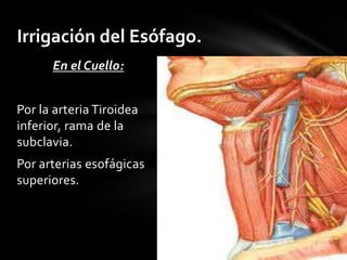 En el Cuello:Por la arteria Tiroidea inferior, rama de la subclavia.Por arterias esofágicas superiores.Irrigación del Esófago.
