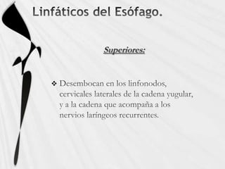 Linfáticos del Esófago.Superiores:Desembocan en los linfonodos, cervicales laterales de la cadena yugular, y a la cadena que acompaña a los nervios laríngeos recurrentes.