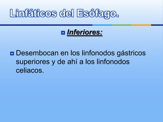Inferiores:Desembocan en los linfonodos gástricos superiores y de ahí a los linfonodosceliacos.Linfáticos del Esófago.