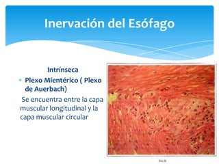 Inervación del EsófagoIntrínsecaPlexo Mientérico( Plexo de Auerbach)Se encuentra entre la capa muscular longitudinal y la capa muscular circular 
