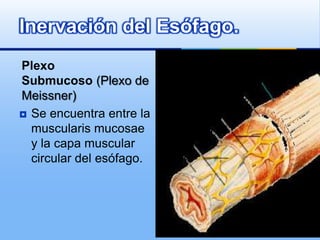Plexo Submucoso (Plexo de Meissner)Se encuentra entre la muscularismucosae y la capa muscular circular del esófago.Inervación del Esófago.