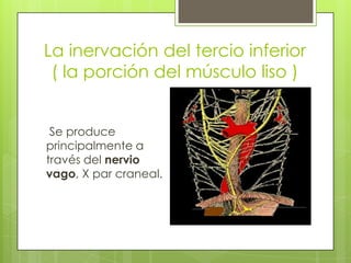 La inervación del tercio inferior ( la porción del músculo liso )Se produce principalmente a través del nervio vago, X par craneal.