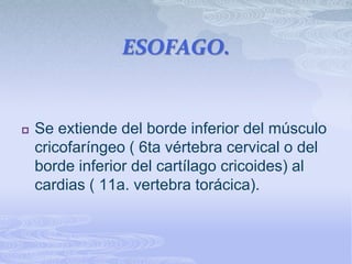 ESOFAGO.Se extiende del borde inferior del músculo cricofaríngeo ( 6ta vértebra cervical o del borde inferior del cartílago cricoides) al cardias ( 11a. vertebra torácica).