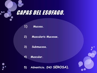 CAPAS DEL ESOFAGO. Mucosa.  MuscularisMucosae.  Submucosa. Muscular. Adventicia. (NO SEROSA).