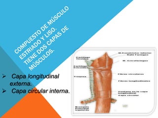 Compuesto de músculo estriado y liso. tiene dos capas de músculos.Capa longitudinal    externa. 