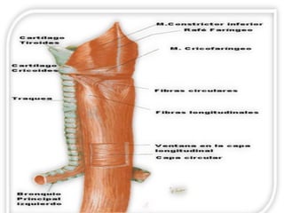  Capa circular interna. 