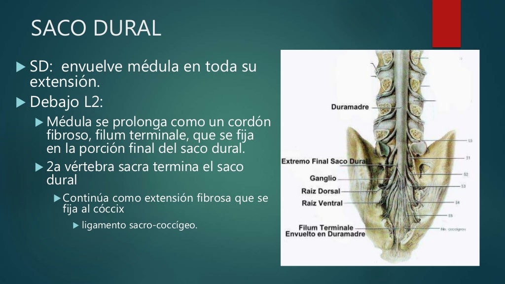 Anatomia espacio epidural