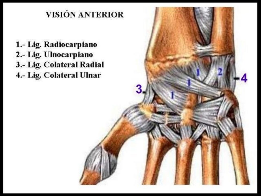 Anatomia Estructural de Muñeca&Mano Anatomia Estructural de Muñeca&Mano