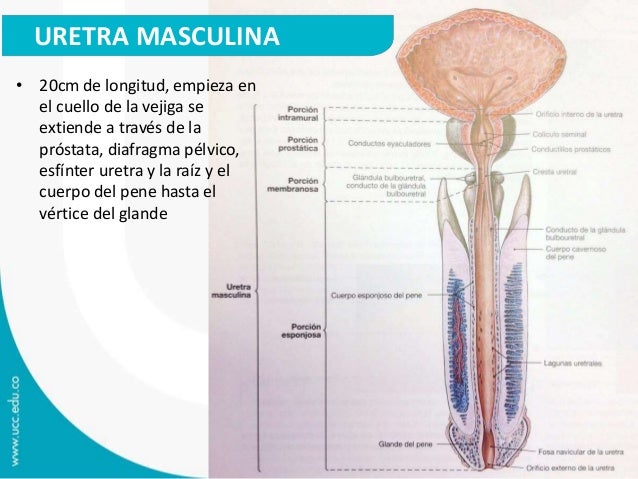 vejiga urinaria y uretra