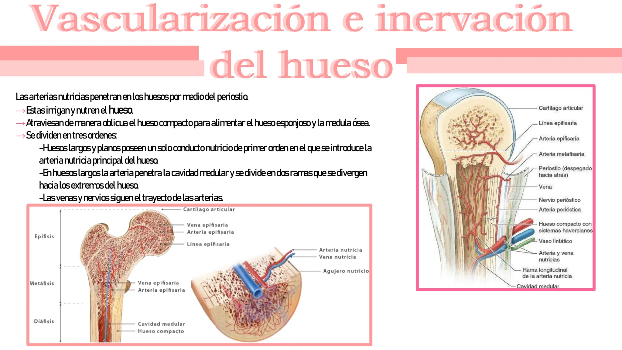 Rubier anatomia ligamento 1, rubier primer tema | PPT