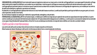 Rubier anatomia ligamento 1, rubier primer tema | PPTX