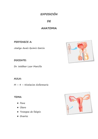 EXPOSICIÓN
DE
ANATOMIA
PERTENECE A:
Joselyn Anais Quimis Garcia
DOCENTE:
Dr. Walther Loor Marcillo
AULA:
M – 4 – Nivelacion Enfermeria
TEMA:
 Pene
 Útero
 Trompas de falopio
 Ovarios
 