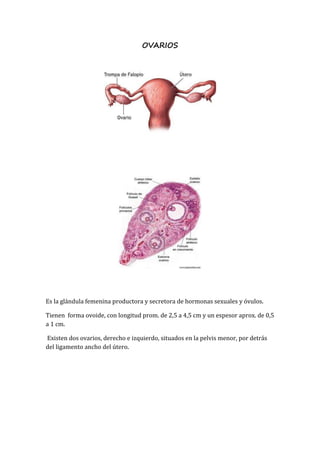 OVARIOS
Es la glándula femenina productora y secretora de hormonas sexuales y óvulos.
Tienen forma ovoide, con longitud pr...