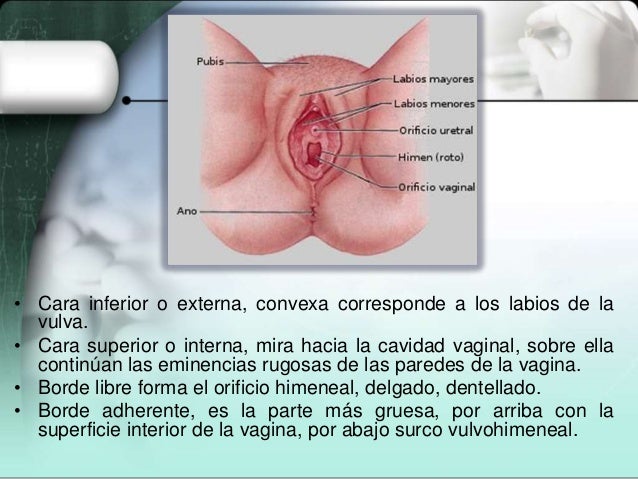 parte superior adulterio vaginal parte superior adulterio vaginal