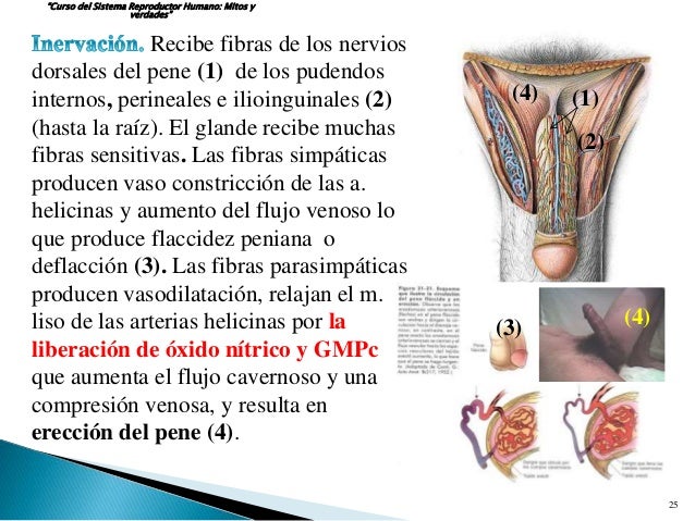 Penimaster sobre quien ha aumentado el miembro